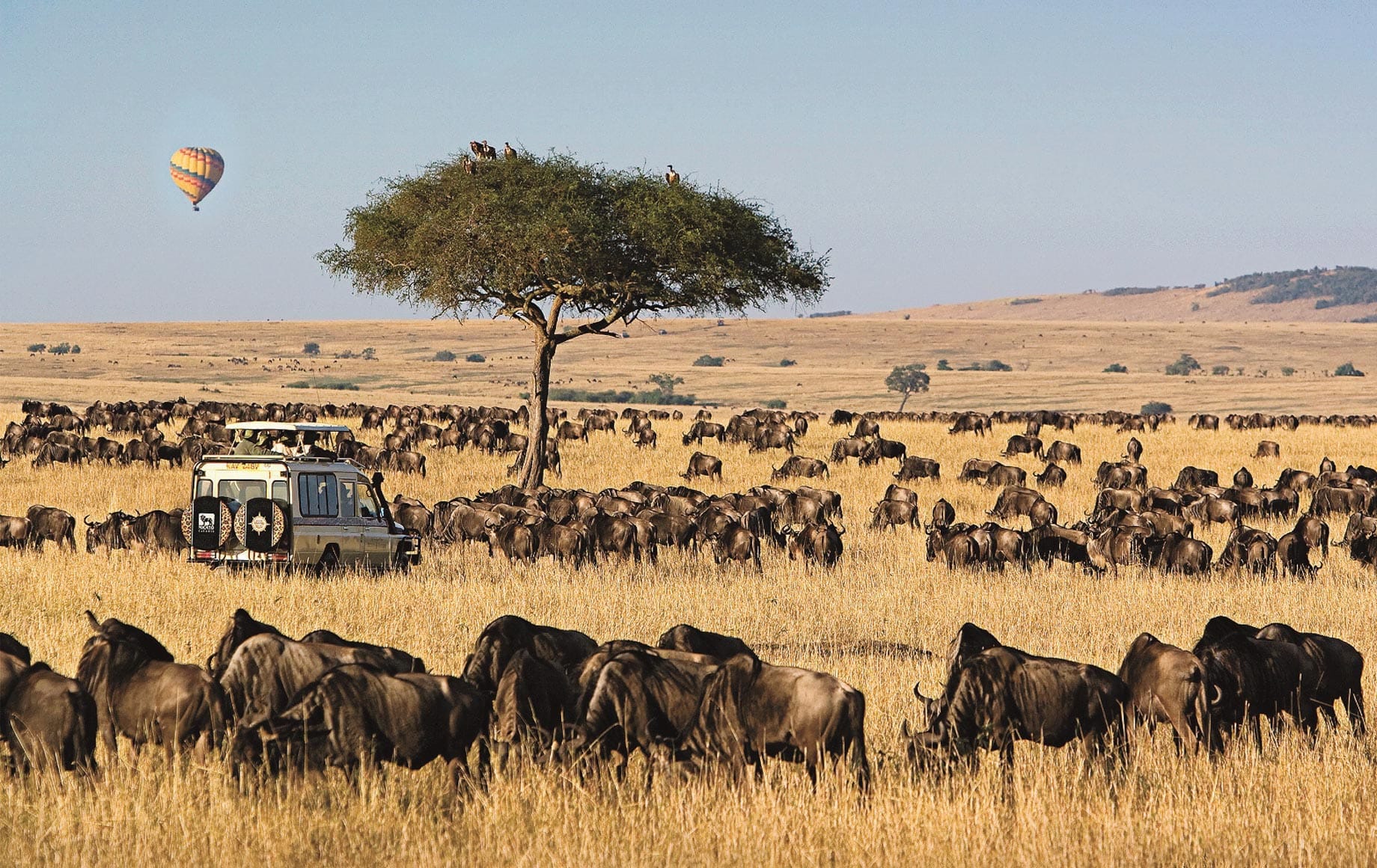 MASAI MARA 3 Days 2 Nights Safari begining from Nairobi Airport, Hotel or residential.For a customized package and itinerary Kindly contact amplussafaris@gmail.